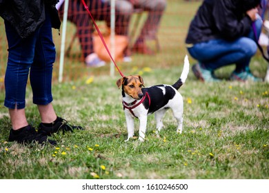 A Small Jack Russell Waiting To Be Judged In A Village Fete Dog Show