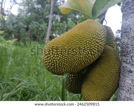 Small jackfruit fruit is not yet ripe and green on the jackfruit tree
