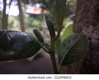 Small Jak Fruit Nut With Jak Fruit Leaves 