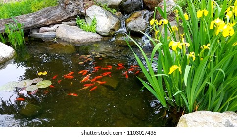 Small Japanese Koi in Pond Near Surface  - Shutterstock ID 1103017436