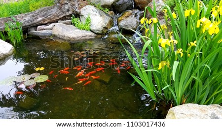Small Japanese Koi in Pond Near Surface 