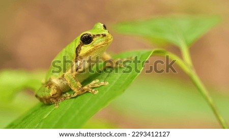 Small Japanese tree frog on a green leaf.