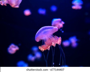 Small Jelly Fish Medusa Colored By The Light