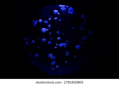 Small jellyfish float and move in dark water. Blue lights shine on them, creating a glowing effect. The scene shows many jellyfish in an aquarium at night.