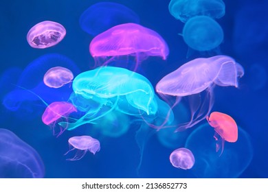 Small jellyfish or medusa of bright colorful from the lights of Blacklight lamp. - Powered by Shutterstock