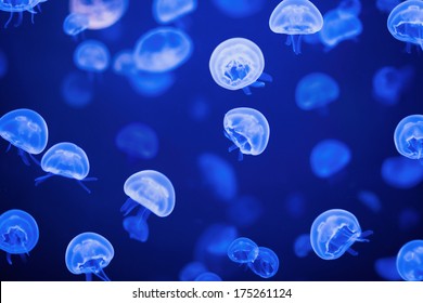 Small jellyfishes illuminated with blue light swimming in aquarium. - Powered by Shutterstock