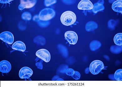 Blue Jellyfish Images Stock Photos Vectors Shutterstock