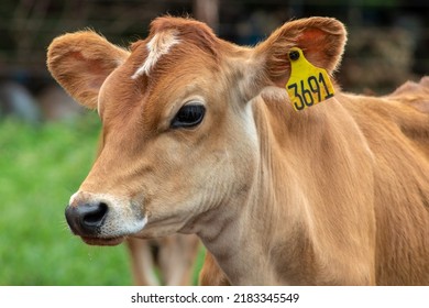 Small Jersey Dairy Heifer On A Dairy Farm In Brazil