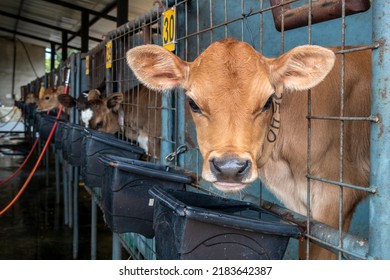 Small Jersey Dairy Heifer On A Dairy Farm In Brazil