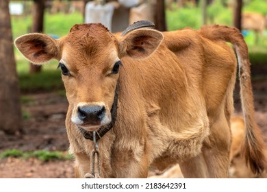 Small Jersey Dairy Heifer On A Dairy Farm In Brazil