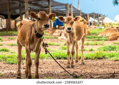 Small Jersey Dairy Heifer On A Dairy Farm In Brazil