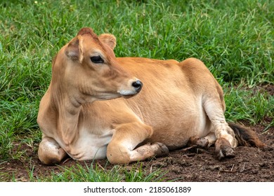 Small Jersey Dairy Heifer On A Dairy Farm In Brazil