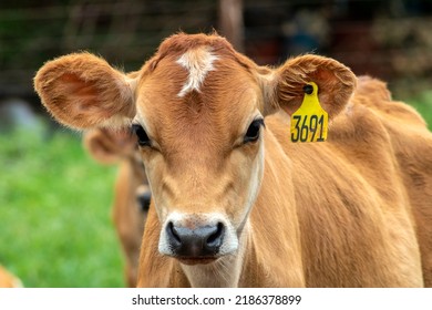 Small Jersey Dairy Heifer On A Dairy Farm In Brazil