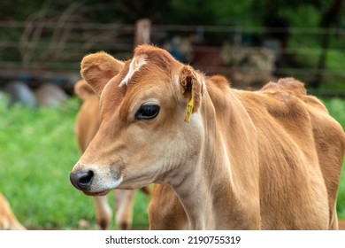 Small Jersey Dairy Heifer On A Dairy Farm In Brazil