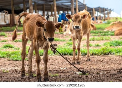 Small Jersey Dairy Heifer On A Dairy Farm In Brazil