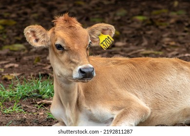 Small Jersey Dairy Heifer On A Dairy Farm In Brazil