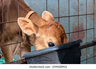 Small Jersey Dairy Heifer On A Dairy Farm In Brazil