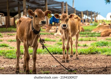 Small Jersey Dairy Heifer On A Dairy Farm In Brazil