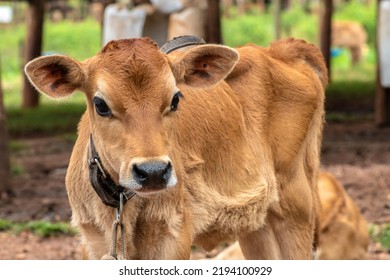 Small Jersey Dairy Heifer On A Dairy Farm In Brazil