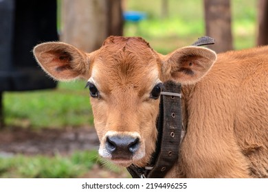 Small Jersey Dairy Heifer On A Dairy Farm In Brazil