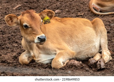 Small Jersey Dairy Heifer On A Dairy Farm In Brazil