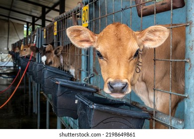 Small Jersey Dairy Heifer On A Dairy Farm In Brazil