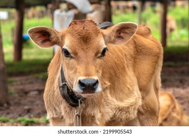 Small Jersey Dairy Heifer On A Dairy Farm In Brazil