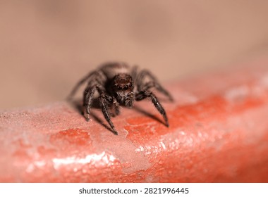 Small jumping spider observed from a close perspective, emphasizing its unique appearance and fine textures.
