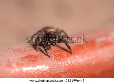Small jumping spider observed from a close perspective, emphasizing its unique appearance and fine textures.