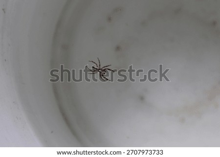 a small jumping spider, Plexippus petersi (common housefly catcher or tropical flycatcher), fell into a bucket of water, floating on the surface until it eventually died