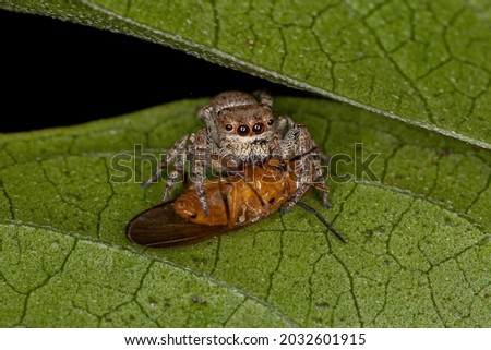 Small Jumping Spider of the Subtribe Dendryphantina Preying on a Lauxaniid Fly of the Family Lauxaniidae