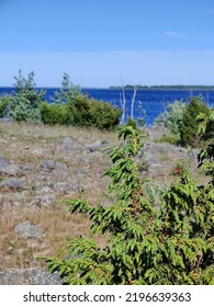 Small Juniper In Finnish Archipelago 