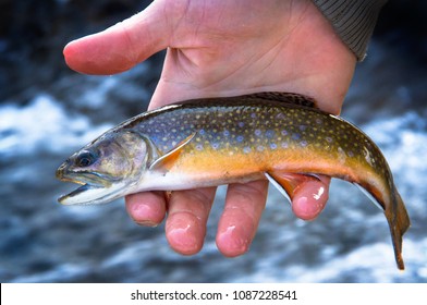 Small juvenile brook trout getting ready to be released  back into the stream
