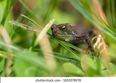 A Small Juvenile Toad With Large Glassy Eyes Rests Among The Blades Of Grass In A Summery Field.