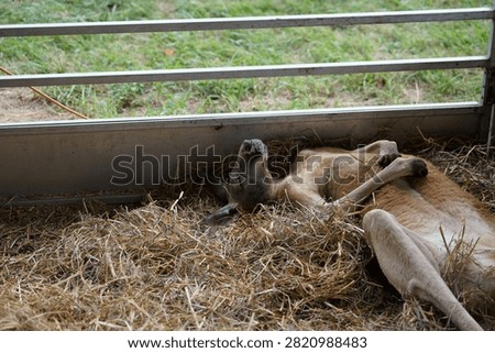 A small kangaroo sleeping while laying on its back in a small enclosure at a petting zoo. 