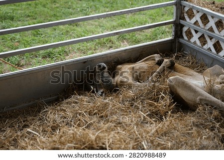 A small kangaroo sleeping while laying on its back in a small enclosure at a petting zoo. 