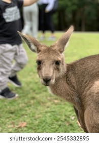 Small kangaroo in the wild 