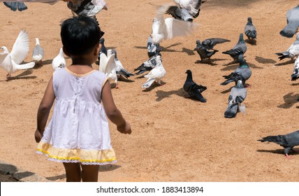 Small Kid Throwing Food To Pigeon Flock On The Ground.