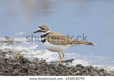 A small killdeer plover walks on dirt next to the calm pond near Liberty Lake, Washington.