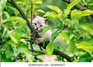 Small Kitten With Blue Ayes Stuck On Green Tree On Garden. Animal Photography