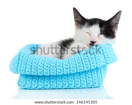 Small kitten in blue knitting basket isolated on white