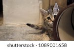 Small kitten hiding behind object ready to pounce