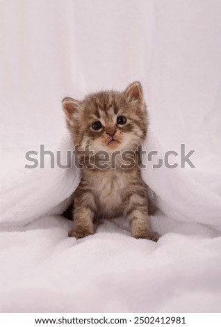 A small kitten on a fluffy blanket.