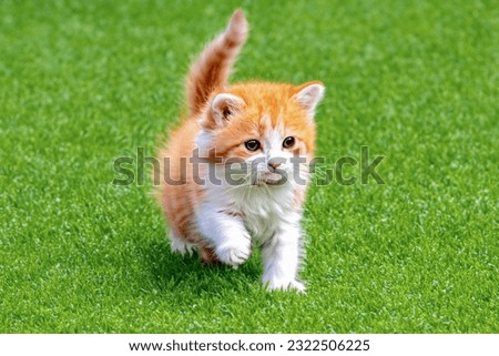 A small kitten on a green lawn. A small kitten is sitting on a green lawn. Copy space, side view