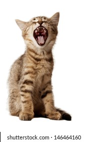 Small kitten with open mouth  yawning. Studio shot.