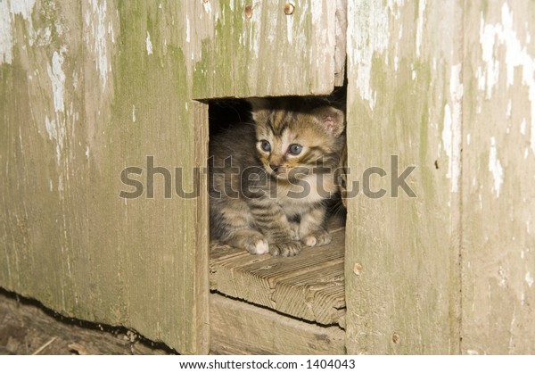 Small Kitten Peeks Out Hole Wooden Stock Image Download Now
