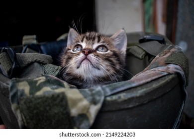 A small kitten peeks out of a military helmet. Caring for animals abandoned in the war. War in Ukraine. Rescue of pets. Humanity and protection of animals. Pathetic cat at war