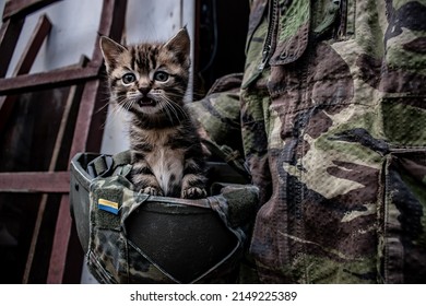 Small kitten peeks out from the military helmet of a Ukrainian soldier. Caring for animals abandoned in the war. War in Ukraine. Rescue of pets. Humanity and protection of animals. Pathetic cat at war