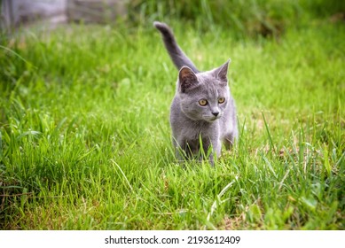 A Small Kitten Is Playing In The Green Grass And Looking At The Camera. A Kitten Is In The Village Learning To Hunt. Playing With A Cat Outdoors.