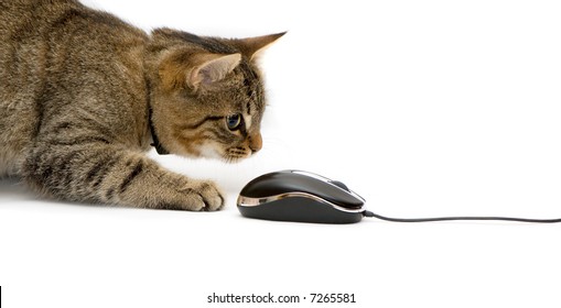 The small kitten plays with the computer mouse.